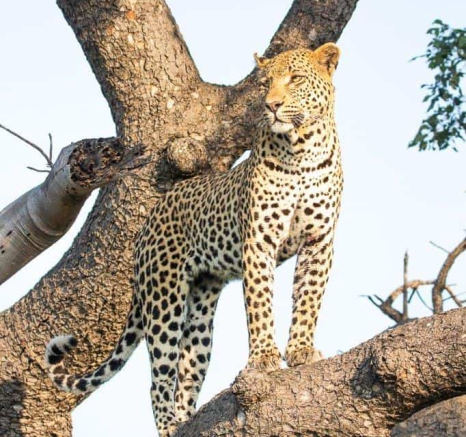 20Frederik Aucamp White Dam Male Leopard 10 03 2019 1 Final 20Frederik Aucamp White Dam Male Leopard 10 03 2019 1 Final
