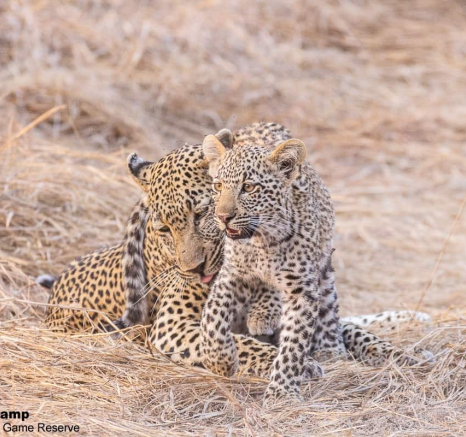 08Frederik Aucamp Scocia Female Leopard And Cub 22 10 2019 2 Final 08Frederik Aucamp Scocia Female Leopard And Cub 22 10 2019 2 Final