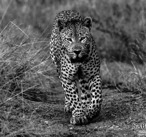 09Kevan Dobbie Kigelia Max 2005.1 8 Final