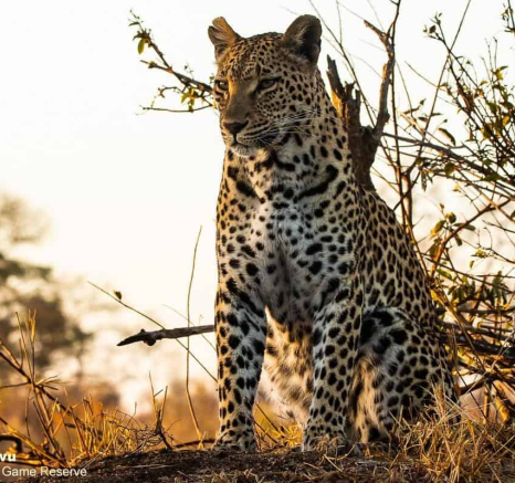 47andries Leopard.ntsumi 030820 1 Final 47andries Leopard.ntsumi 030820 1 Final
