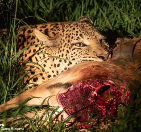 06andries Leopard.whitedam.010121 5 Final 06andries Leopard.whitedam.010121 5 Final