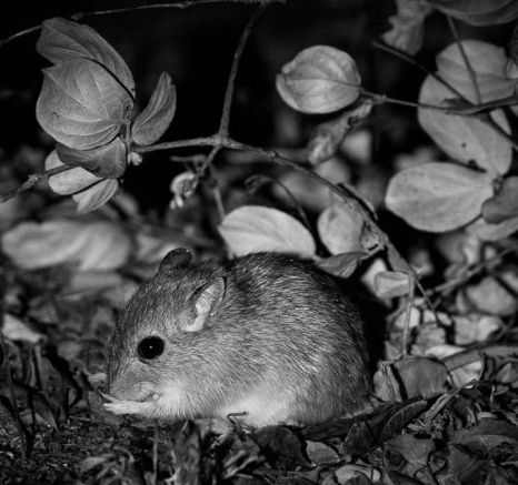 09Mike Palmer Mouse 180916 09Mike Palmer Mouse 180916