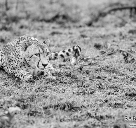 03Kyle Cheetah Rain Day 3 Final 03Kyle Cheetah Rain Day 3 Final