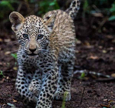 39Greg Heasman Female Leopard Cub Little Bush Female 01 04 18 04 Final 39Greg Heasman Female Leopard Cub Little Bush Female 01 04 18 04 Final