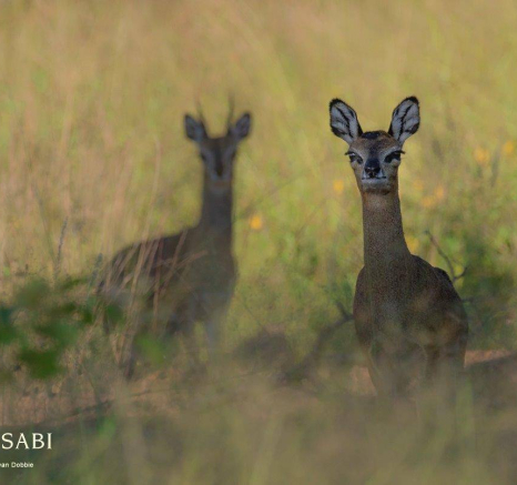 29Kevan Dobbie Klipspringer 240319 Final 29Kevan Dobbie Klipspringer 240319 Final