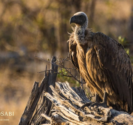04Kevan Dobbie WB Vulture 111018 Final