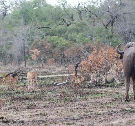 29andries Ndlovu Lions 041119 4 Final 29andries Ndlovu Lions 041119 4 Final