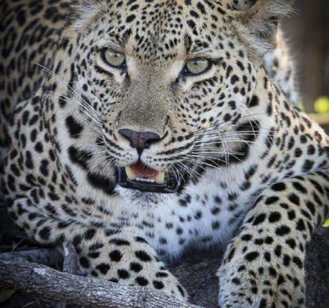 05Ally Ross 20191130 Ntsumi 01 Final 05Ally Ross 20191130 Ntsumi 01 Final