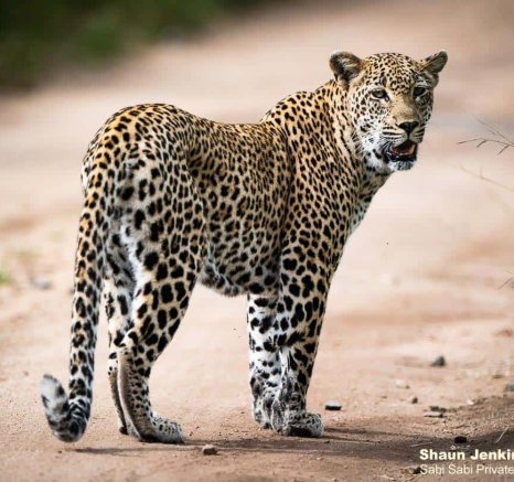 36Scotia And Cub Shaun Jenkinson 18 02 2020 29 Normal Res Final 36Scotia And Cub Shaun Jenkinson 18 02 2020 29 Normal Res Final