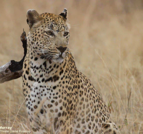 07Louise Murray Max 09062020 Final