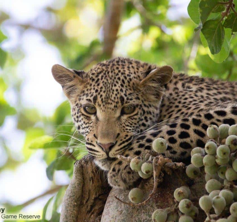 26Louise Murray KIgelia And Cub 03112020 Final
