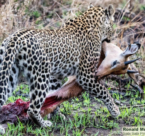 37ronald Mutero River Rocks Female 19062021 4 Final 37ronald Mutero River Rocks Female 19062021 4 Final