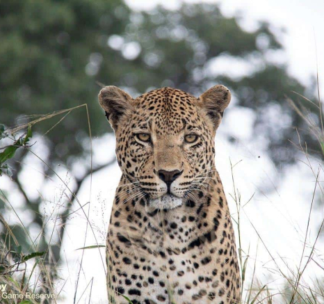 11Louise Murray Wd 17042020 2 Final