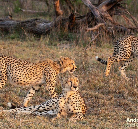 13andries Cheetah.cubs 191120 5 Final 13andries Cheetah.cubs 191120 5 Final