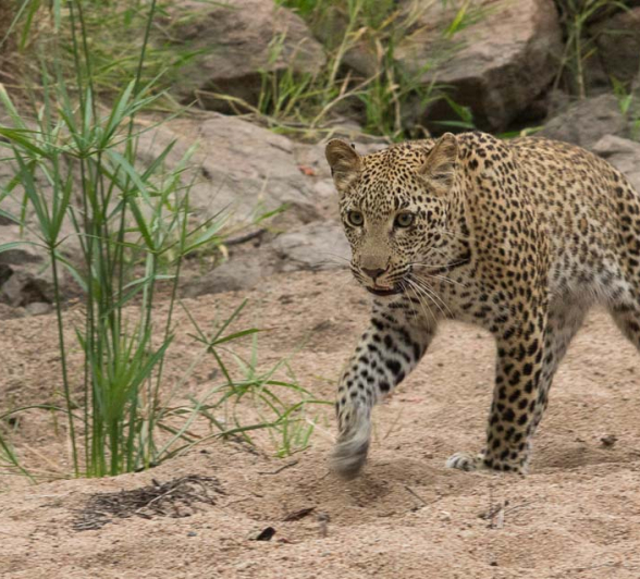 Jonathan McCormick LBC Cub 01 Jonathan McCormick LBC Cub 01