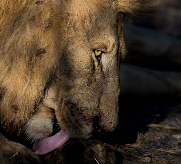07Pravir Patel Lion02 07Pravir Patel Lion02