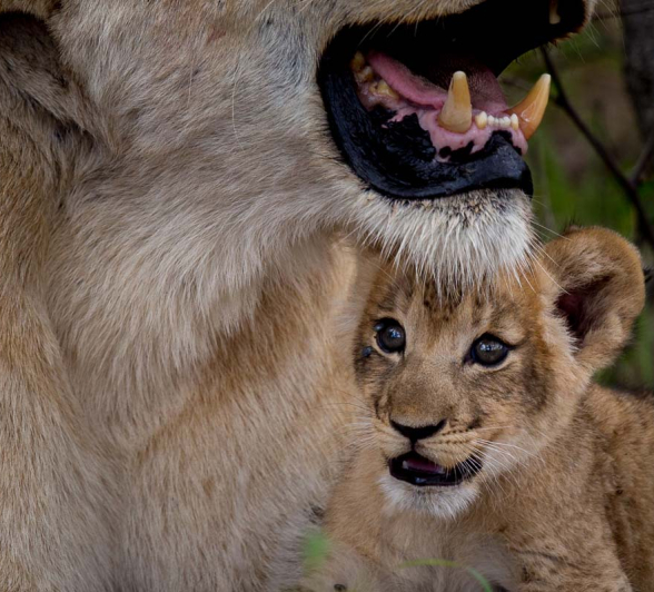 04Pravir Patel Lion01 270116 04Pravir Patel Lion01 270116