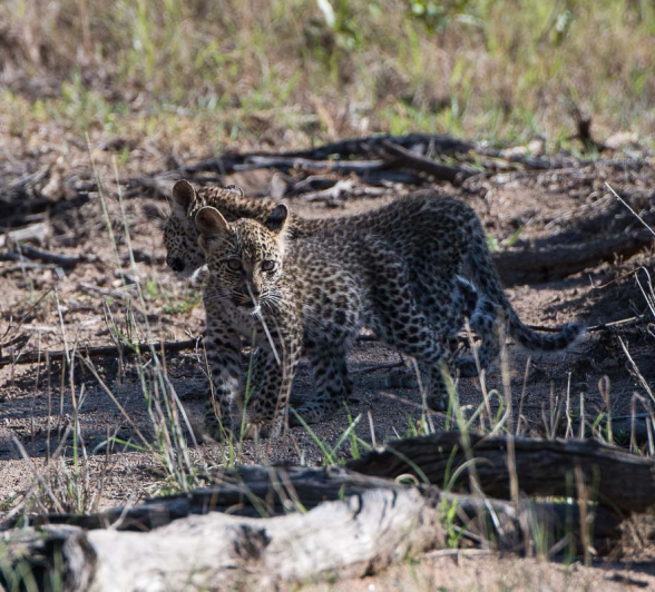 11lb Female And Cubs Grant Rodewijk 270116 2 11lb Female And Cubs Grant Rodewijk 270116 2