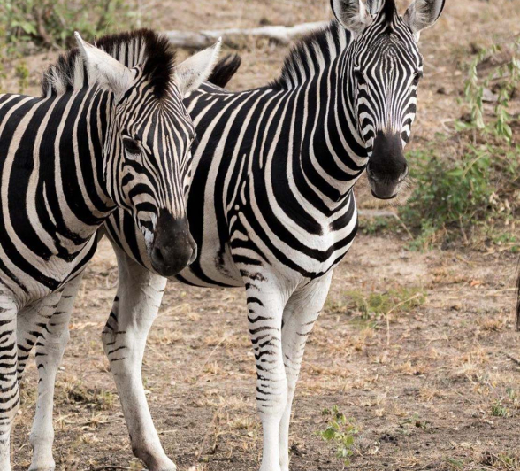 10Sheldon Hooper Zebra 6 10Sheldon Hooper Zebra 6