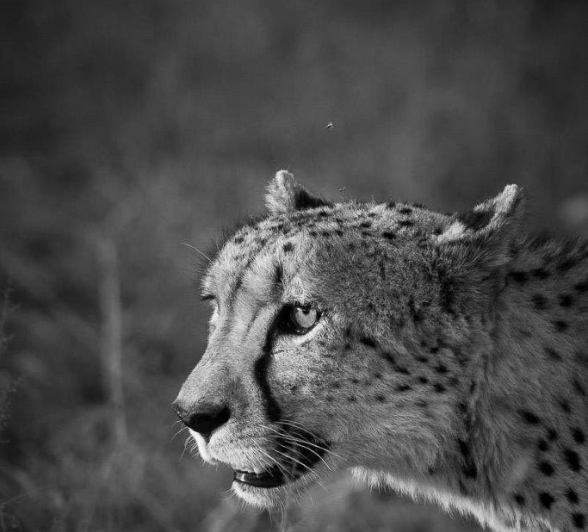 12Mike Palmer Cheetah Close Up Final 12Mike Palmer Cheetah Close Up Final