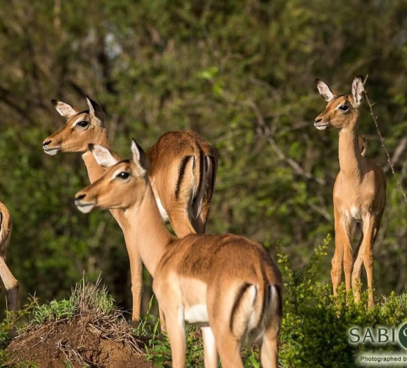 39Franscois Rosslee Impala1 Final 39Franscois Rosslee Impala1 Final