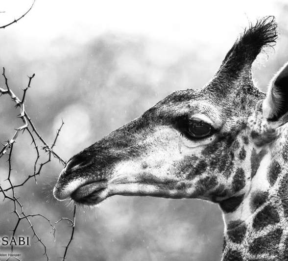 10Sheldon Hooper Giraffe Rain 19 02 17 Final 10Sheldon Hooper Giraffe Rain 19 02 17 Final