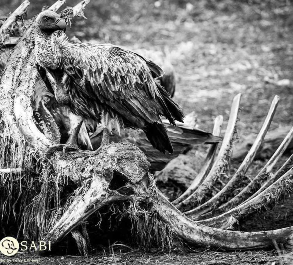 02Terry Ennever Elephant Carcass 9118 1 Final 02Terry Ennever Elephant Carcass 9118 1 Final