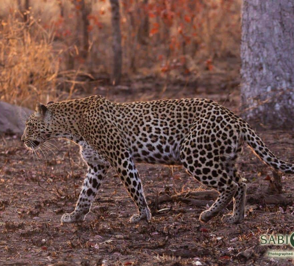 07Frederik Aucamp Kagilia Female Leopard 11 08 2019 1 Final 07Frederik Aucamp Kagilia Female Leopard 11 08 2019 1 Final