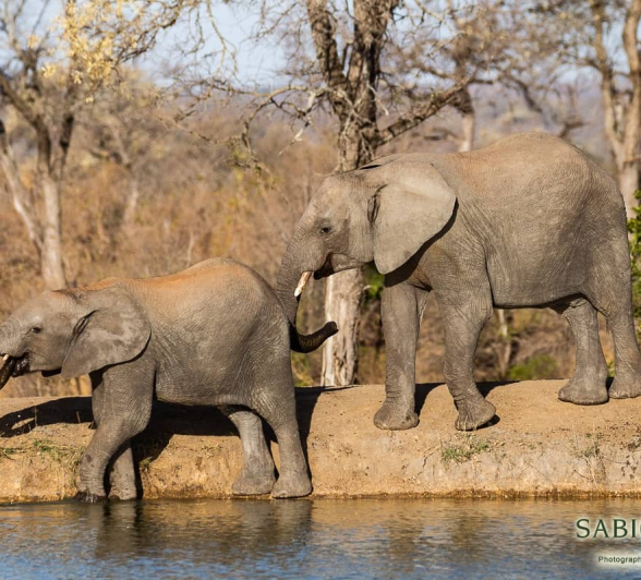 31 Louise Murray Elephant 15082019 1 31 Louise Murray Elephant 15082019 1
