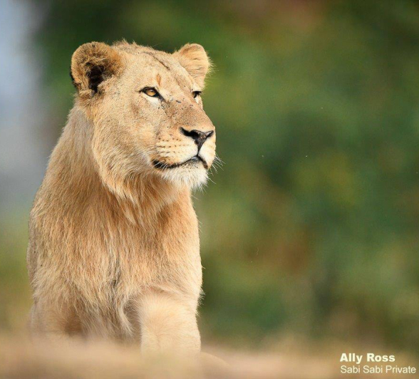 27Ally Ross 202000604 Plains Camp Male 02  Final