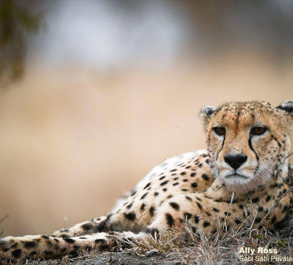 45Ally Ross 20200727 Cheetah Male 03 Final 45Ally Ross 20200727 Cheetah Male 03 Final