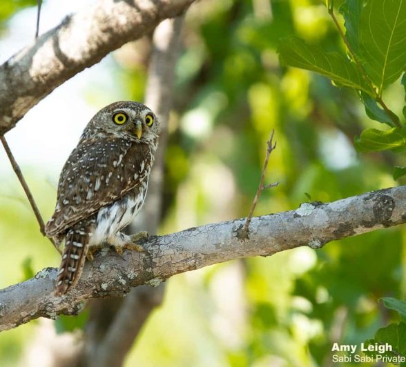 04Amy Leigh Pearl Spotted Owlet 2 151120 Final