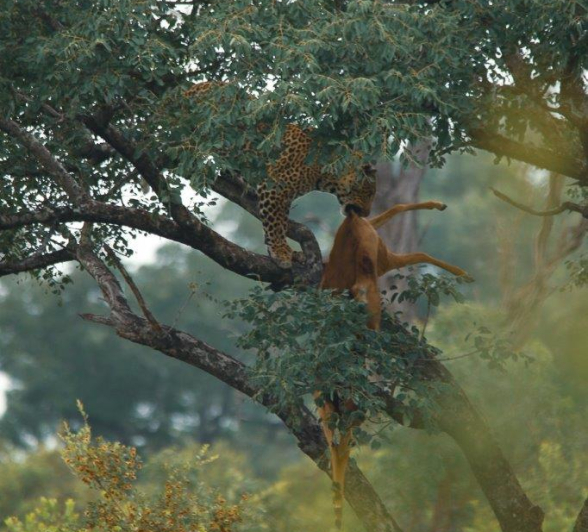 23Ally Ross 20210225 Nchila 00 FINAL