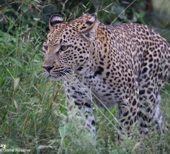 29Louise Murray Ntsumi 25022021 2 FINAL