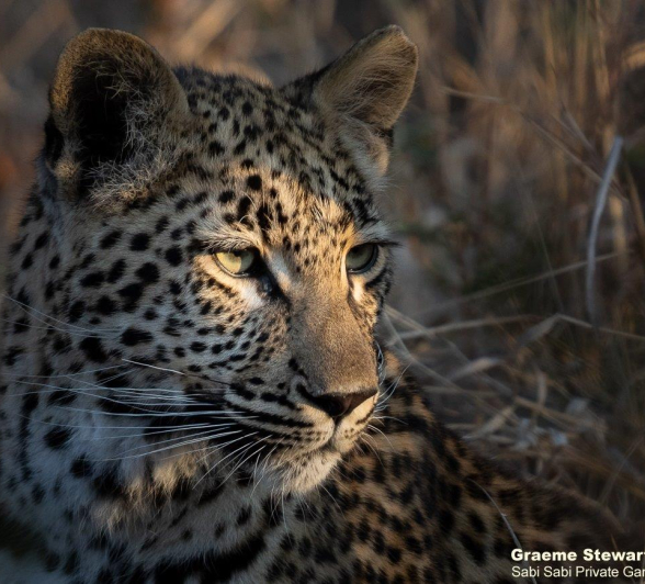 B13Graeme Stewart Ntsumi Cub 020821 Final