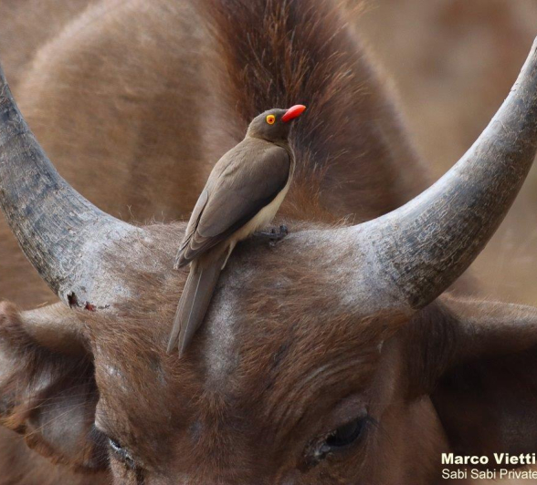 B31Marco Vietti Red Billed Oxpecker 290821 Final B31Marco Vietti Red Billed Oxpecker 290821 Final