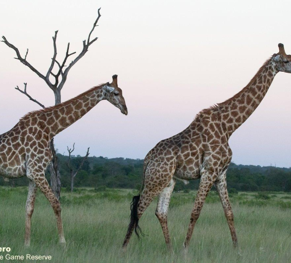A02ronald Mutero Giraffe 03022022 3 Final A02ronald Mutero Giraffe 03022022 3 Final
