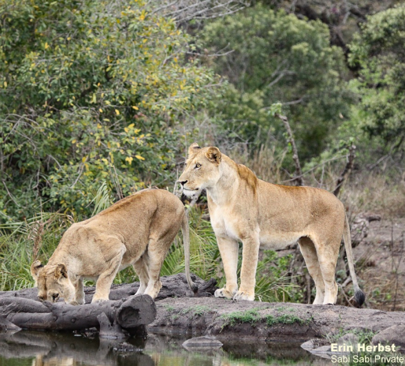 B09Erin Herbst Styx 2 201021 Final