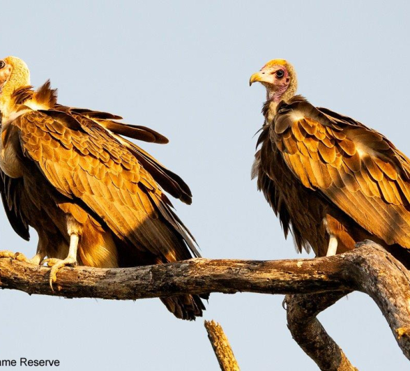 A37ronald Mutero Hooded Vulture 29052022 3 Final A37ronald Mutero Hooded Vulture 29052022 3 Final