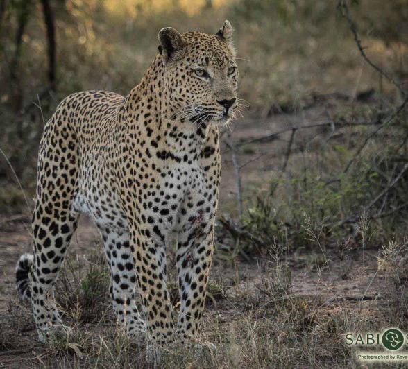 09Kevan Dobbie Maxabeni 240118.1 Final 09Kevan Dobbie Maxabeni 240118.1 Final