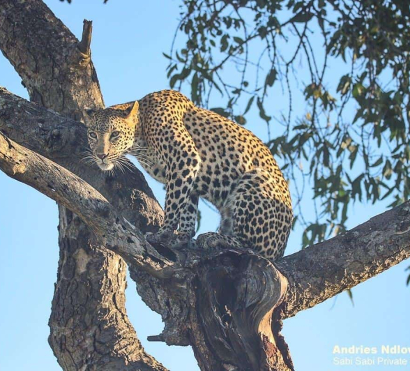14andries.ndlovu Leopard.kugilia 27.2.20 2 Final 14andries.ndlovu Leopard.kugilia 27.2.20 2 Final