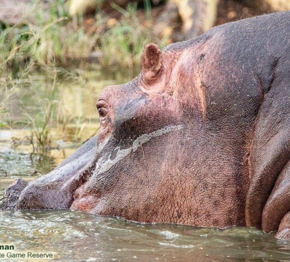 22Brett Heasman Hippo 18042020 Final