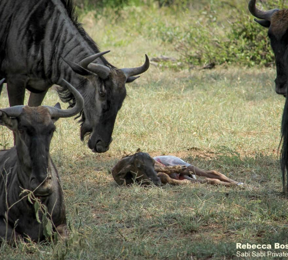 07Rebecca Boshoff Wildebeest Birth 7 10.12.2020 Final 07Rebecca Boshoff Wildebeest Birth 7 10.12.2020 Final