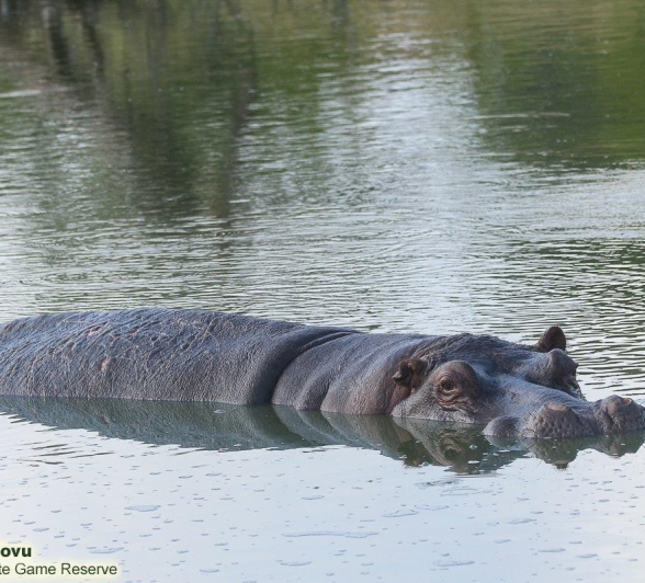 12andries.ndlovu Hippo 16.3.20n Final 12andries.ndlovu Hippo 16.3.20n Final