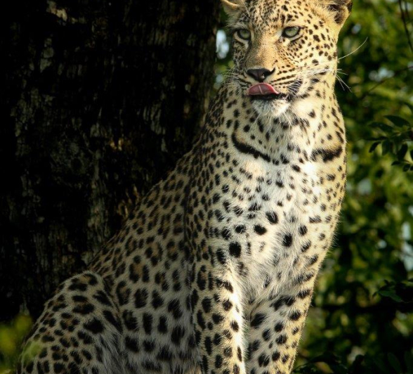 A33Ally Ross 20230104 Goloyni 03 Final