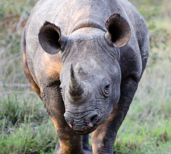 Sabi Sabi Photography 4 Sabi Sabi Photography 4