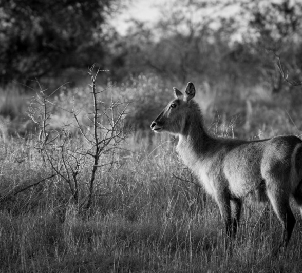 Waterbuck BW Waterbuck BW