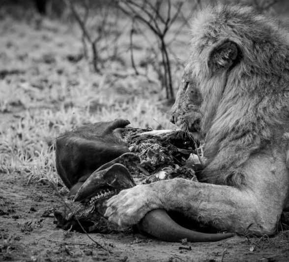 Mike Palmer Sand River Males 2