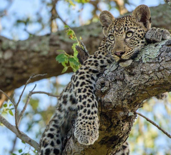 Mike Palmer Nottins Cub1 Mike Palmer Nottins Cub1