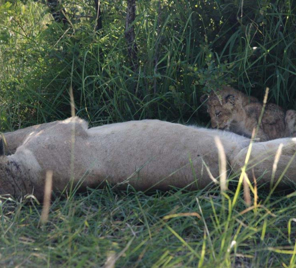 Steve WB SP Steve WB SP